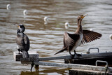 Fototapeta Zwierzęta - Adult cormorants sunbathing with open wings in a lake