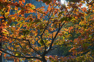 Wall Mural - autumn leaves in the forest