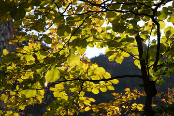 Wall Mural - autumn leaves in the park