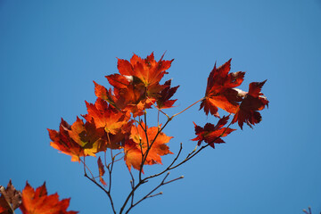 Wall Mural - the autumn leaves of Mt. Seorak