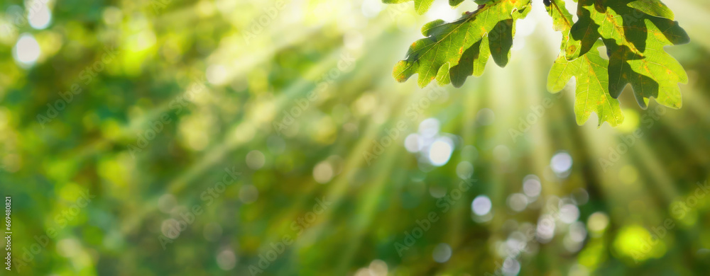 autumn oak tree leaf at the edge of blurred background with sun beams ...