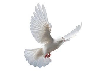 Leinwandbilder - White dove flying on transparent PNG file and Clipping path .freedom concept and international day of peace