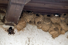Swallow Nests Under The Roof Of An Old Stable In The Slovenian Countryside