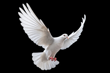 Leinwandbilder - White dove flying on black background free Clipping path .international day of peace 