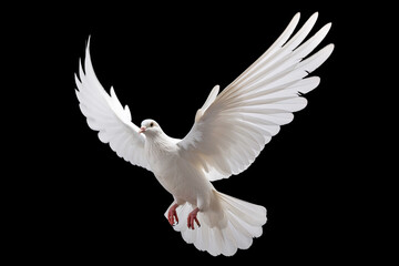 Leinwandbilder - White dove flying on black background free Clipping path .international day of peace 