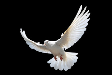 Leinwandbilder - White dove flying on black background free Clipping path .international day of peace 