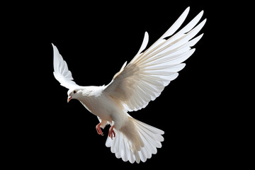 Leinwandbilder - White dove flying on black background free Clipping path .international day of peace 