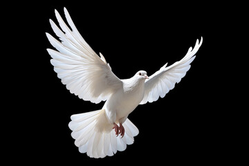 Leinwandbilder - White dove flying on black background free Clipping path .international day of peace 