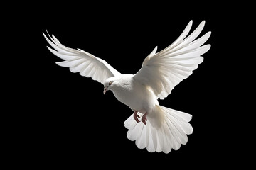 Leinwandbilder - White dove flying on black background free Clipping path .international day of peace 
