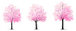 Vertor set of spring blossom tree,bloomimg plants side view for landscape elevation and section,eco environment concept design,watercolor sakura illustration,colorful season