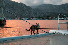 Siamese Cat Sitting On Front Deck Pruva Part Of Sail Boat Catamaran, Watching Sunset Amazing Colors Of Cloudy Sky And Sea Or Ocean Water Clouds Reflection