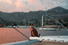 Siamese Cat Sitting On Front Deck Pruva Part Of Sail Boat Catamaran, Watching Sunset Amazing Colors Of Cloudy Sky And Sea Or Ocean Water Clouds Reflection