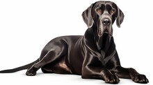 Black Great Dane Dog Laying On The Ground Relaxing Isolated On White Background