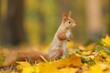 red squirrel or Eurasian red squirrel (Sciurus vulgaris) in autumn forest 