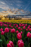 Fototapeta Tulipany - Tulipanowe Pole