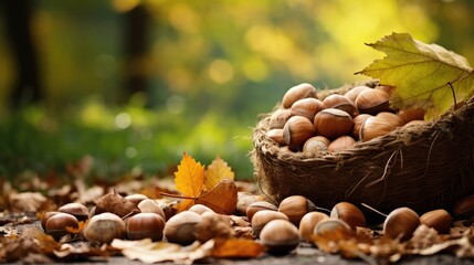 Poster - hazelnuts in a basket