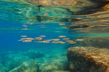 Wall Mural - School of fish and rocks in the shallow turquoise ocean. Calm water surface, underwater reflections. Marine life in the sea, underwater photography from snorkeling. Aquatic wildlife, travel photo.