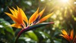 Tropical Majesty: Birds of Paradise Flowers in Vibrant Bloom