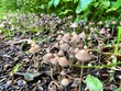 Kleine Pilze wachsen in pilzkolonie im Wald auf Laubboden