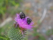apareamiento de parejas de insectos sobre la flor de tonos rosáceos de un cactus, animal color negro y blanco, antenas, cabeza triangular, galicia, españa, europa