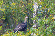 A young black grouse sits on a birch branch