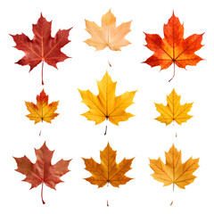 Wall Mural - Collection of beautiful maple leaves on transparent background PNG.