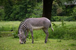 Zebras im Augsburger Zoo
