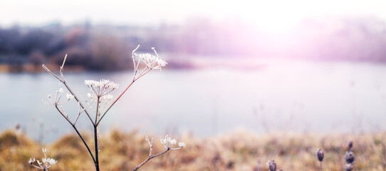 Wall Mural - A winter landscape with a snow-covered plant on a river bank during sunrise