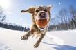 Happy adorable dog playing fetch in snow