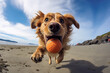 Happy adorable dog playing fetch on sand beach