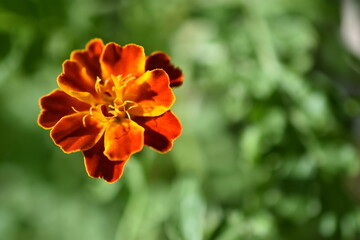 french marigold flower (tagete patula 