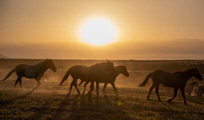 Sticker - Wild Horses at Sunset in the Utah Desert