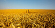 Paysage de campagne dans les champs de blé après les moissons.