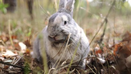 Wall Mural - gray domestic rabbit eating grass in forest with autumn leaves.