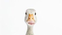 Portrait Of A Funny Pretty Goose