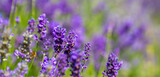 Fototapeta Kwiaty - Spring lavender flowers under sunlight. Lilac flowers close up. Beautiful landscape of nature with a panoramic view. Hi spring. long banner