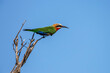 White fronted Bee eater isiolated in blue sky in Kruger National park, South Africa ; Specie Merops bullockoides family of Meropidae