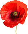 poppy transparent background PNG clipart