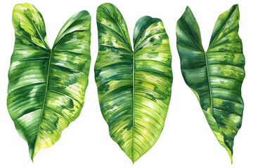 Paradise Palm Leaves set, Tropical Watercolor plant illustration on isolated white background, reddish philodendron