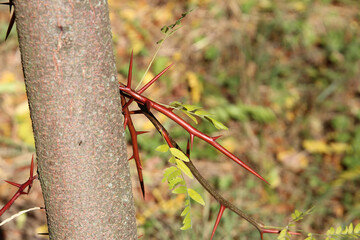 bright autumn colors