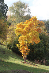 Wall Mural - bright autumn colors