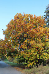 Wall Mural - bright autumn colors