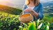 picking tip of green tea leaf with a bamboo basket by human hand on tea plantation hill during early morning closeup of woman s hands keep tea leaf