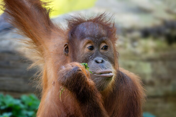 Wall Mural - sumatran orang-utan - pongo abelii, hominid primate from sumatran forests, indonesia.