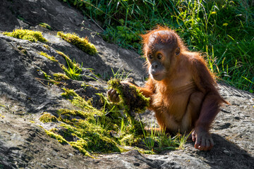 Wall Mural - sumatran orang-utan - pongo abelii, hominid primate from sumatran forests, indonesia.