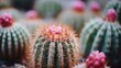 © Chingiz - A close-up art photograph of a Ferocactus cactus, with selective focus on the intricate details. This macro photography highlights the beauty of the plant with a shallow depth