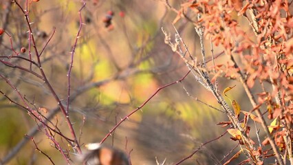 Wall Mural - Common chaffinch Fringilla coelebs. In the wild. A bird in the autumn forest. Songbirds. Slow motion.