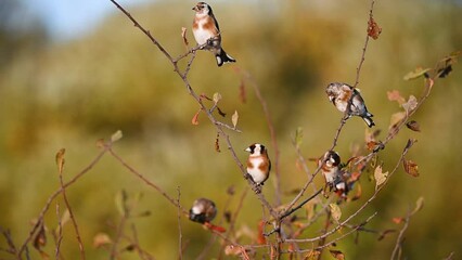 Wall Mural - European goldfinch, Carduelis carduelis in the wild. A group of colorful songbirds is sitting on a branch. The birds are flying away. Slow motion.