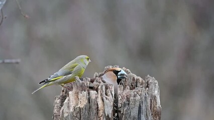 Wall Mural - Hawfinch Coccothraustes coccothraustes. Greenfinch Carduelis chloris. Songbirds on the feeder. Slow motion.