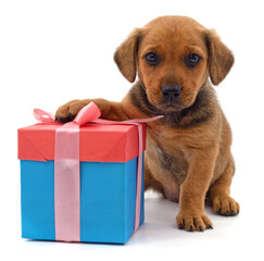 Sticker - Puppy and gift.